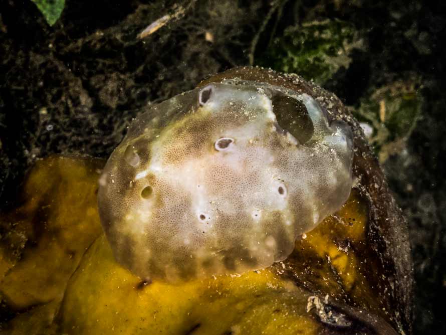 Actinocyclus verrucosus